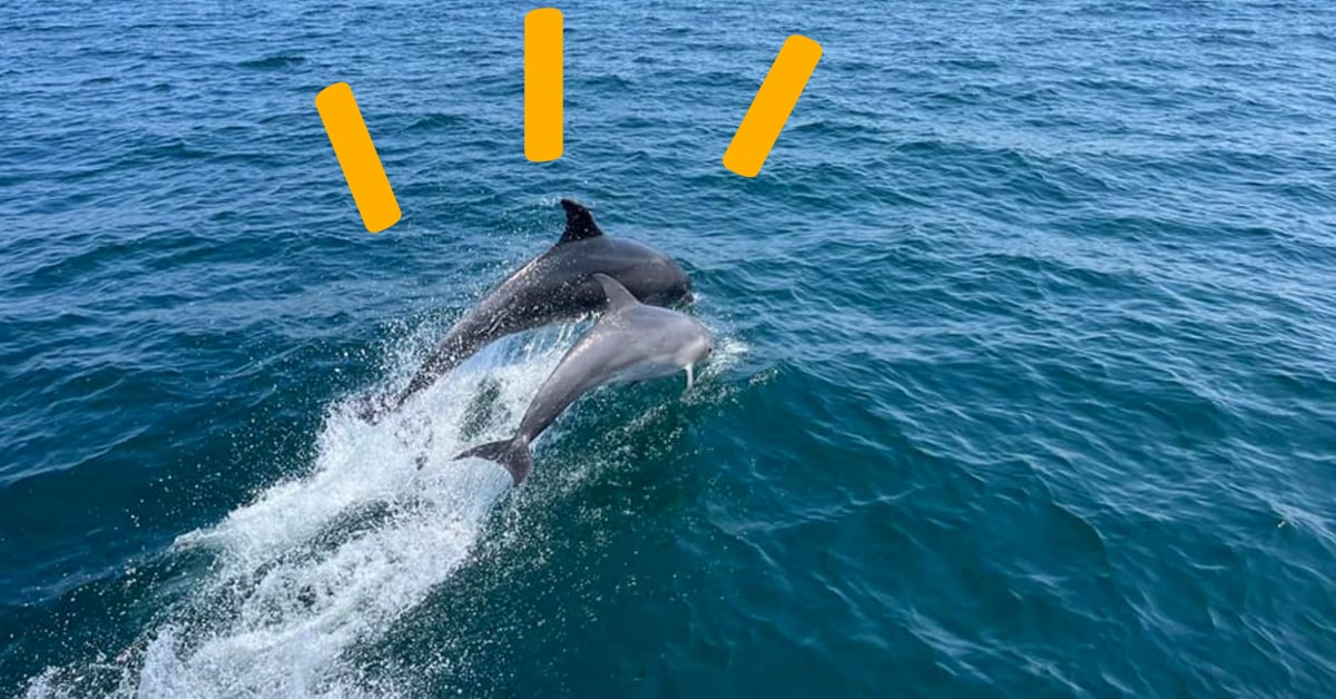 Avistamiento de delfines durante la ruta en catamarán por la Ría de Arousa, experiencia en O Grove