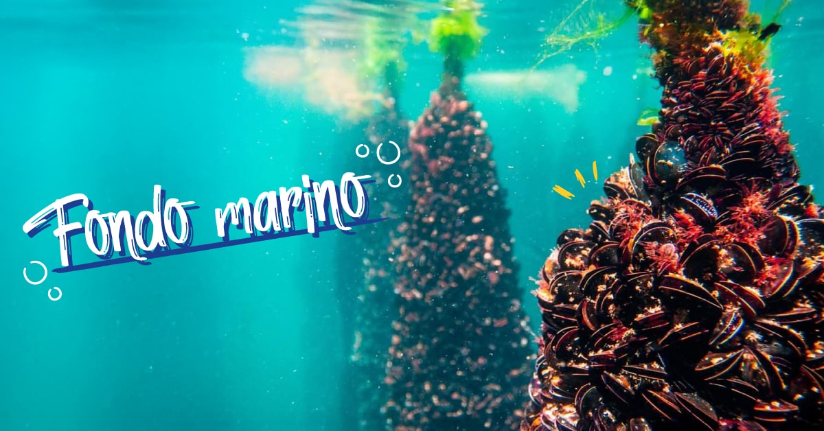 Desde los visores del barco se pueden ver los mejillones en las cuerdas de las bateas y toda la riqueza marina de las Rías Baixas.